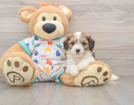 7 week old Cavachon Puppy For Sale - Seaside Pups