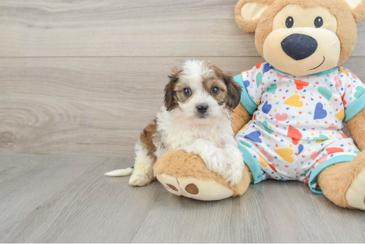 Playful Cavalier Bichon Designer Puppy