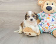 5 week old Cavachon Puppy For Sale - Seaside Pups