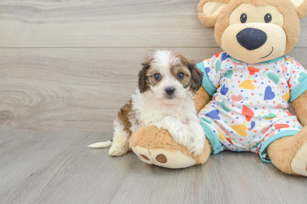 5 week old Cavachon Puppy For Sale - Seaside Pups