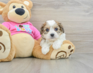 5 week old Cavachon Puppy For Sale - Seaside Pups