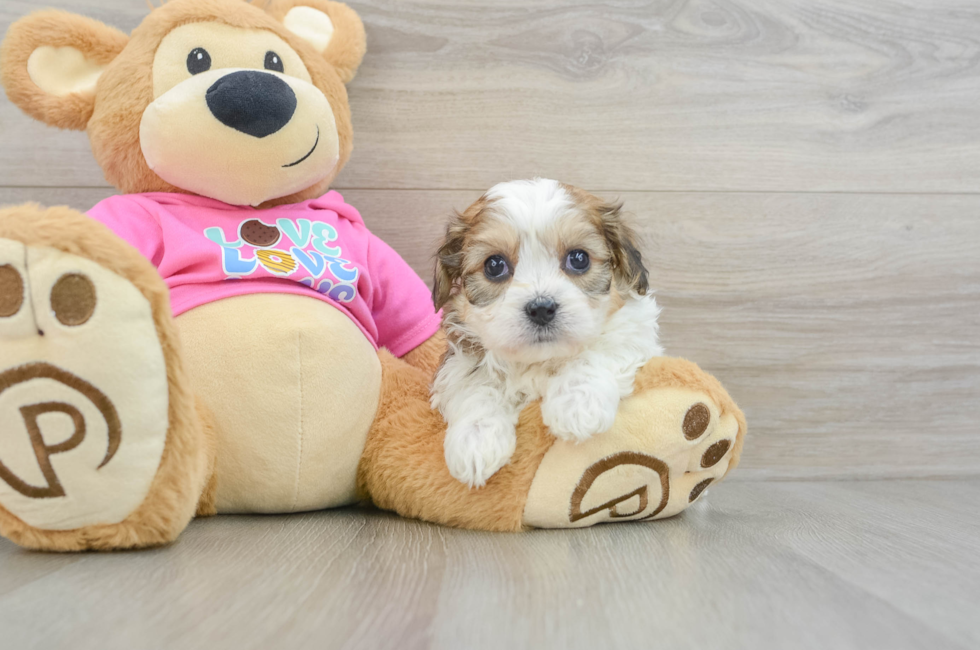 6 week old Cavachon Puppy For Sale - Seaside Pups