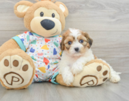 5 week old Cavachon Puppy For Sale - Seaside Pups