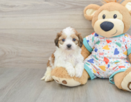 5 week old Cavachon Puppy For Sale - Seaside Pups