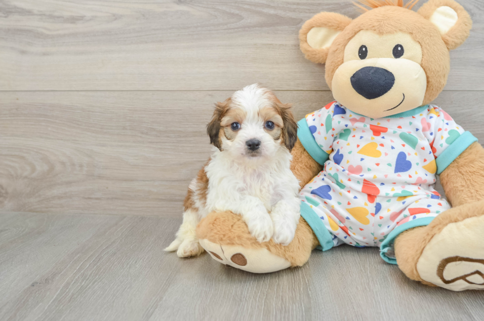 5 week old Cavachon Puppy For Sale - Seaside Pups