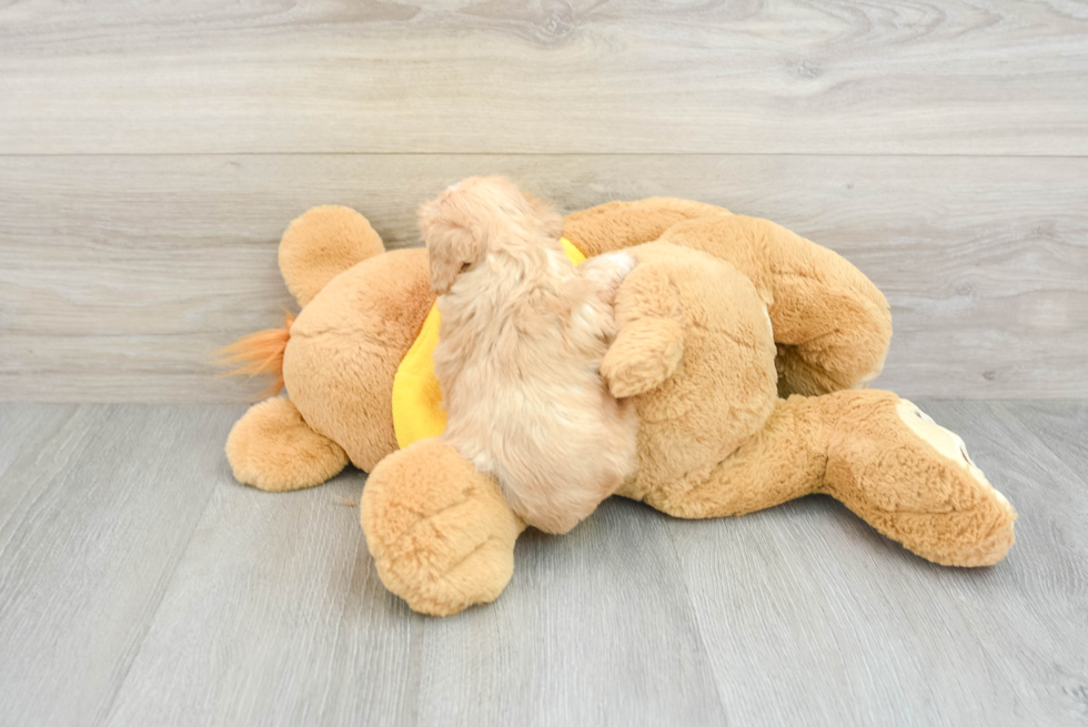 Funny Cavachon Designer Pup