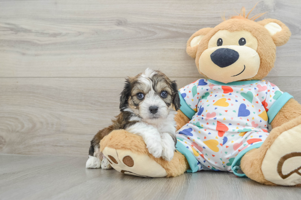 Friendly Cavachon Baby