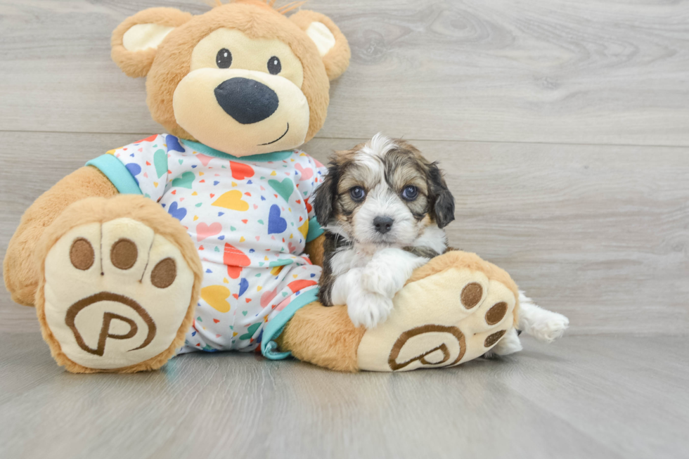 Cavachon Pup Being Cute