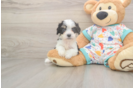 Best Cavachon Baby