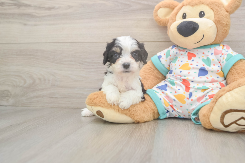 Best Cavachon Baby