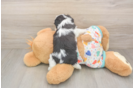 Cavachon Puppy for Adoption