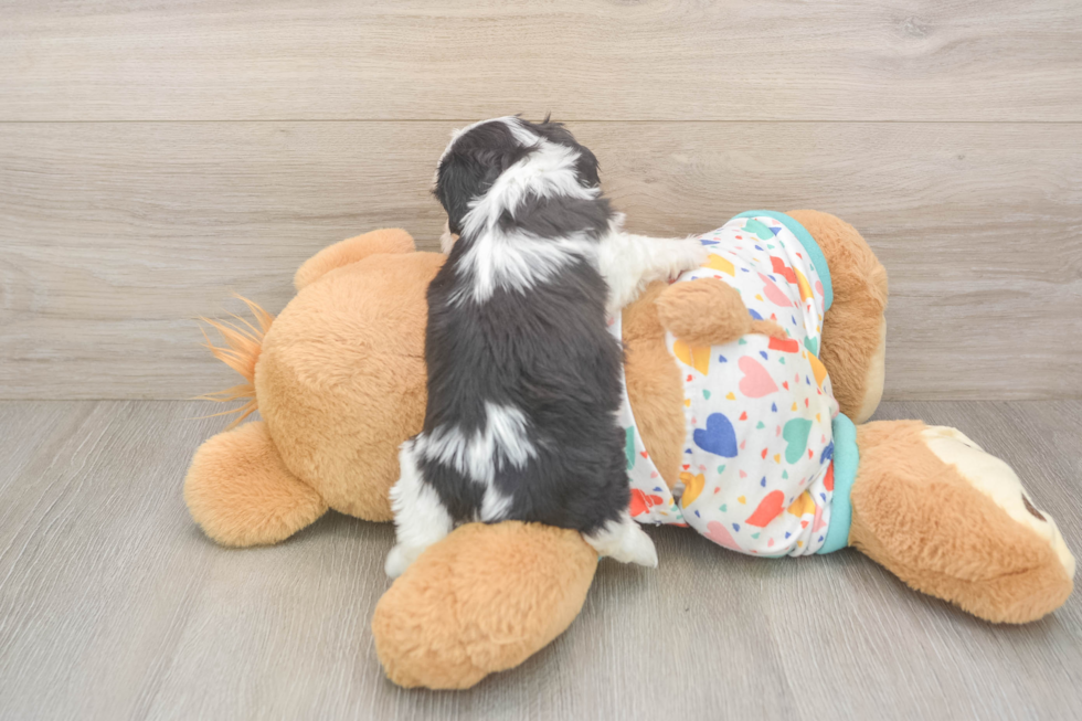 Cavachon Puppy for Adoption