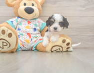 5 week old Cavachon Puppy For Sale - Seaside Pups