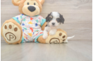 Popular Cavachon Designer Pup