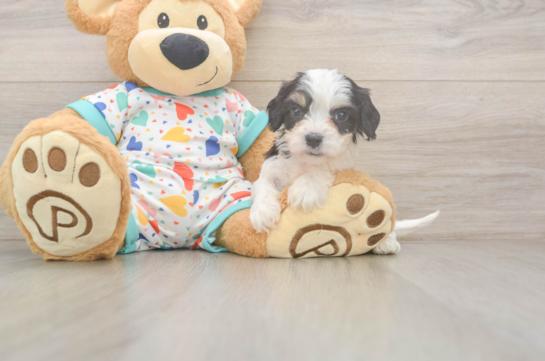 Popular Cavachon Designer Pup