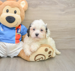 6 week old Cavachon Puppy For Sale - Seaside Pups