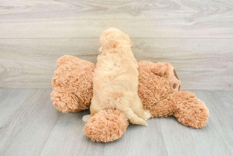 Cute Cavachon Baby