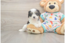 Happy Cavachon Baby
