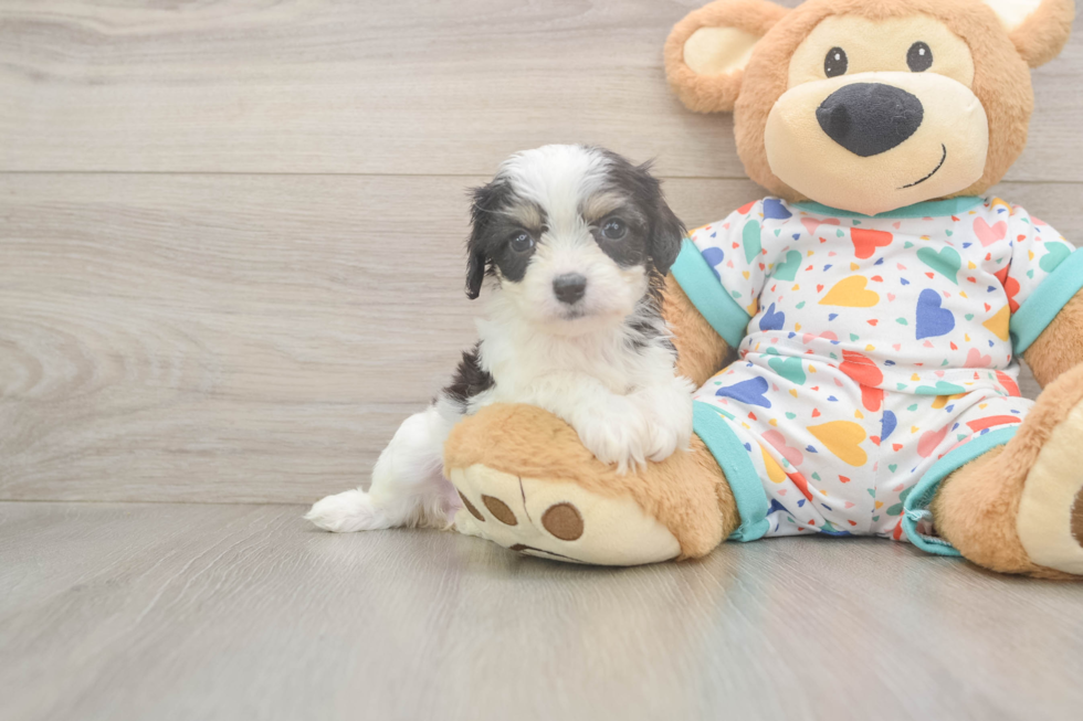 Happy Cavachon Baby