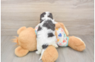 Best Cavachon Baby