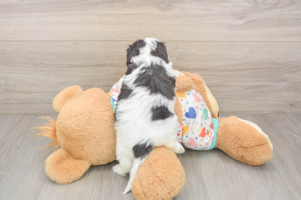 Best Cavachon Baby