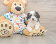 5 week old Cavachon Puppy For Sale - Seaside Pups