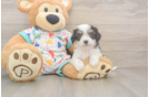 Hypoallergenic Cavalier Bichon Designer Puppy