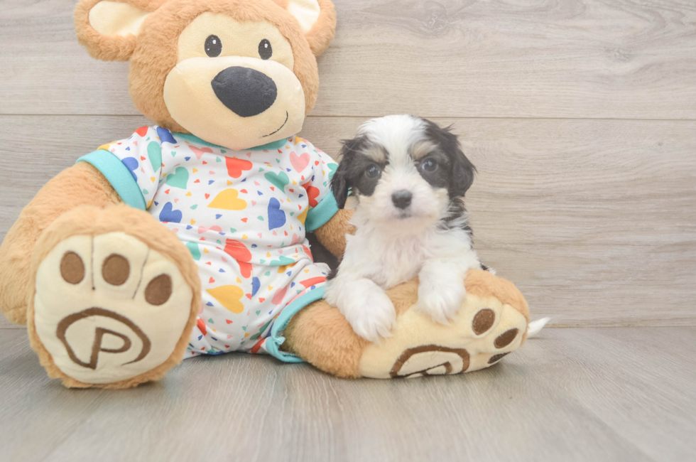 5 week old Cavachon Puppy For Sale - Seaside Pups