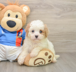 6 week old Cavachon Puppy For Sale - Seaside Pups