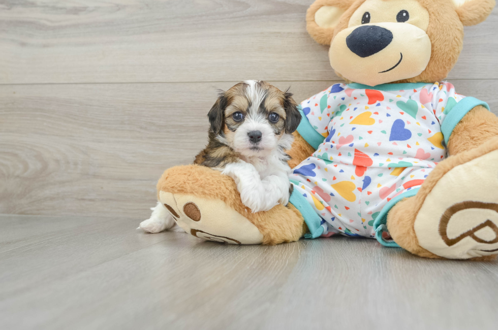 6 week old Cavachon Puppy For Sale - Seaside Pups