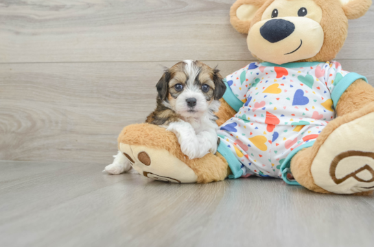 Popular Cavachon Designer Pup