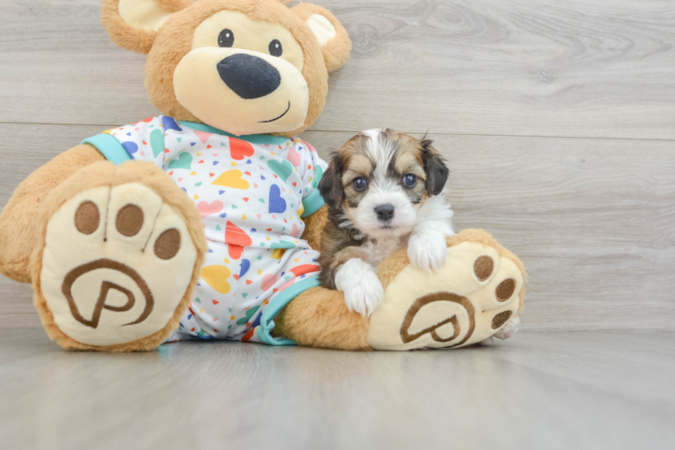 Sweet Cavachon Baby