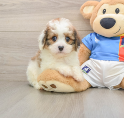 6 week old Cavachon Puppy For Sale - Seaside Pups