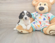 6 week old Cavachon Puppy For Sale - Seaside Pups