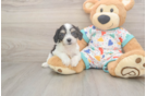 Funny Cavachon Designer Pup