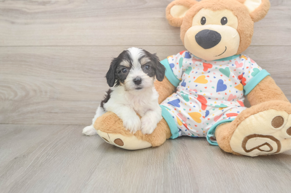Funny Cavachon Designer Pup