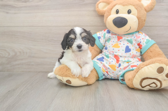 Funny Cavachon Designer Pup