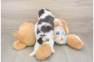 Sweet Cavachon Baby