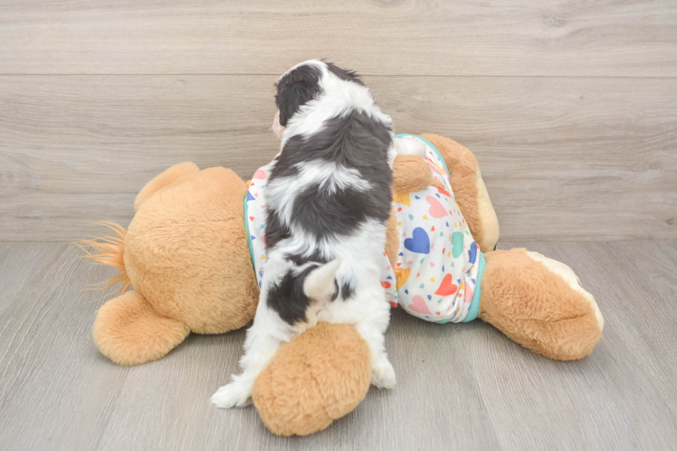 Sweet Cavachon Baby