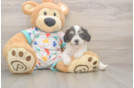 Popular Cavachon Designer Pup