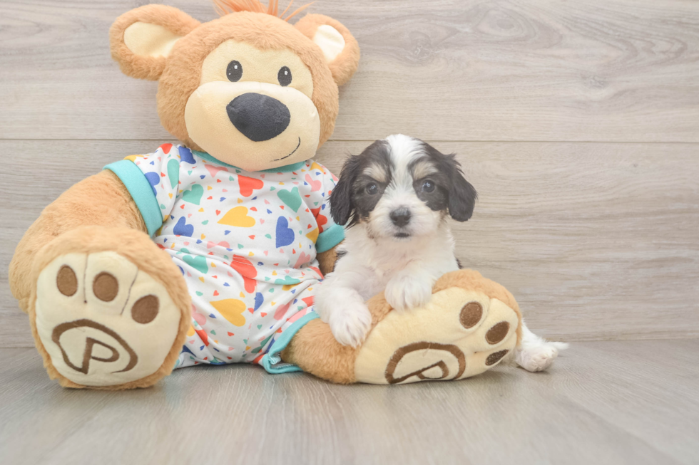 Popular Cavachon Designer Pup