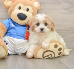 6 week old Cavachon Puppy For Sale - Seaside Pups