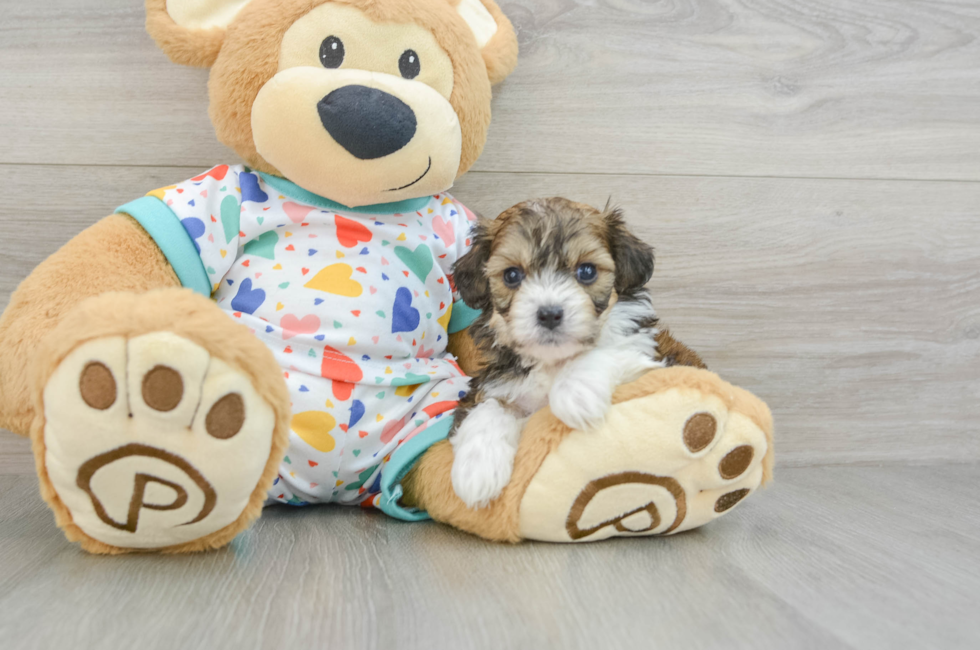 6 week old Cavachon Puppy For Sale - Seaside Pups