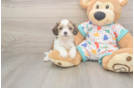 Sweet Cavachon Baby