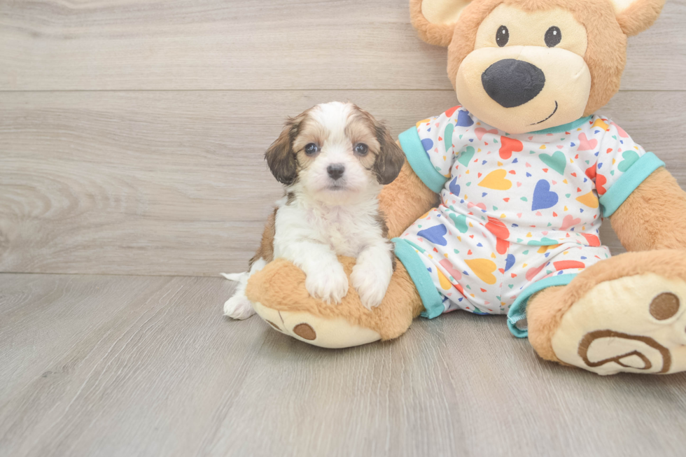 Sweet Cavachon Baby