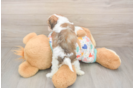 Sweet Cavachon Baby