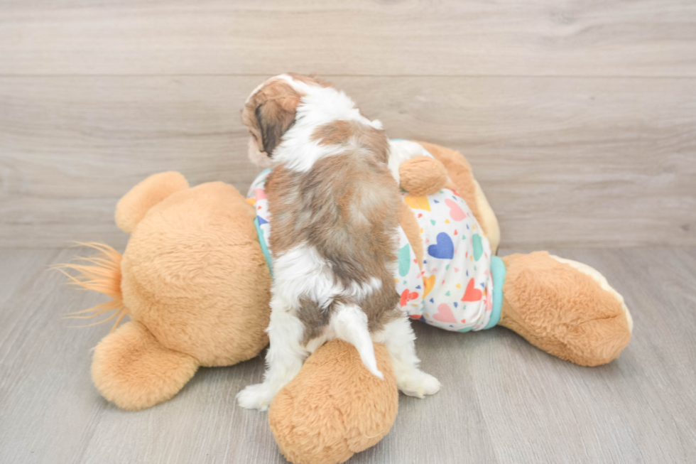 Sweet Cavachon Baby
