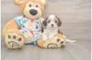 Cavachon Puppy for Adoption