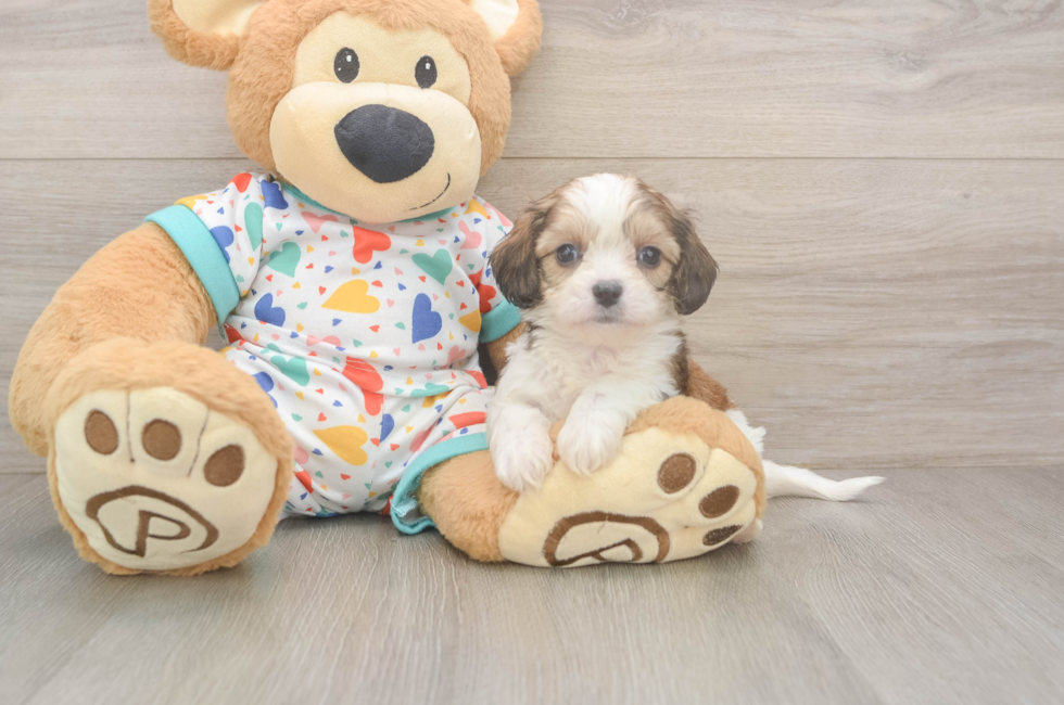 5 week old Cavachon Puppy For Sale - Seaside Pups