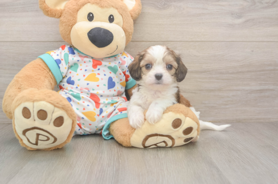 Cavachon Puppy for Adoption